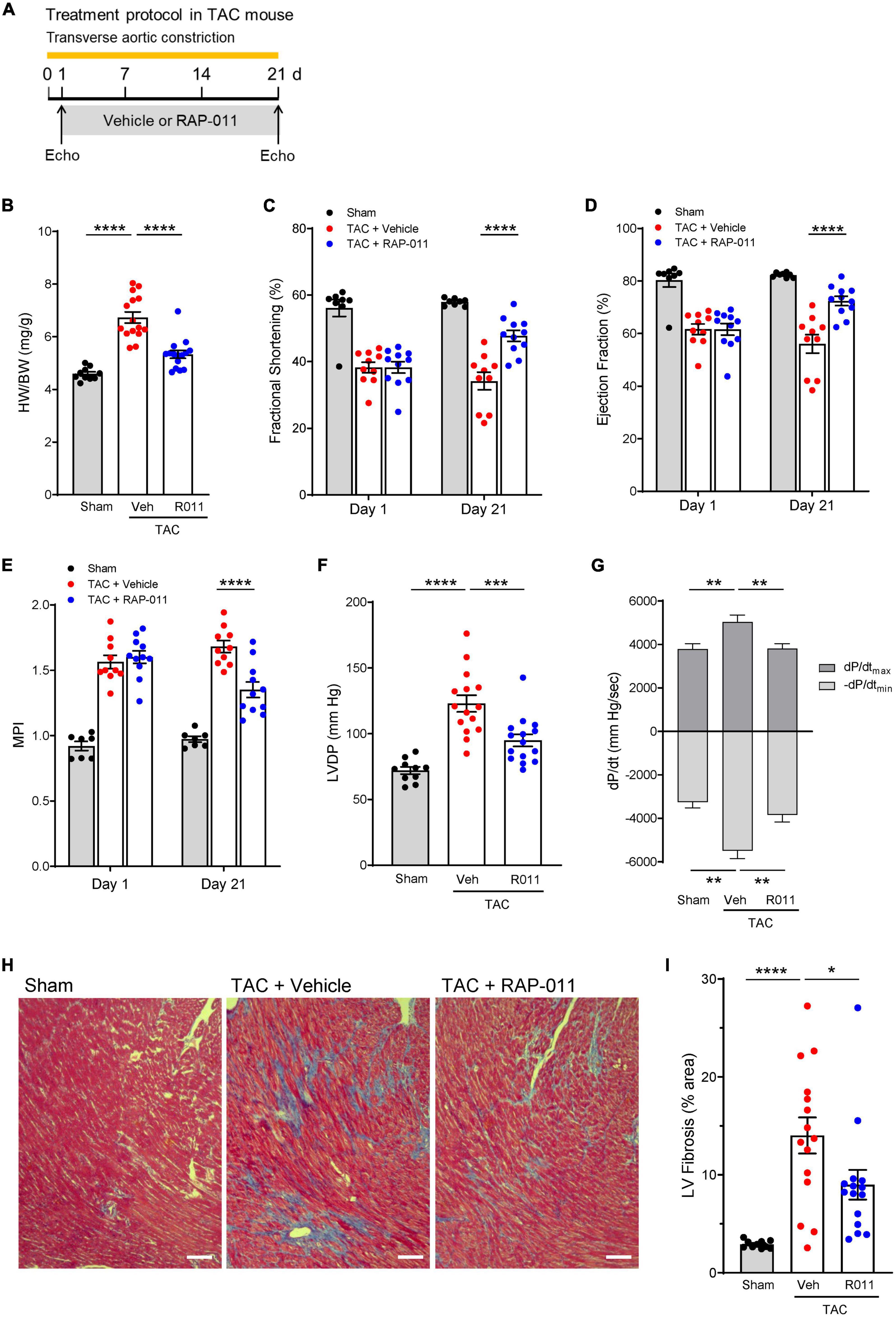 Sotatercept analog improves cardiopulmonary remodeling and pulmonary hypertension in experimental left heart failure